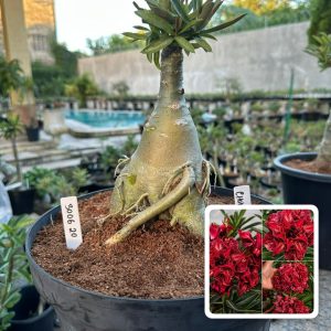 3006 20 Big Caudex Chokito