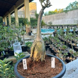 3006 33 Big Caudex Lilac
