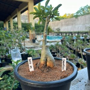 3006 24 Big Caudex Carnation
