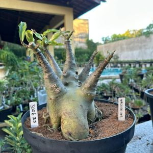 3006 23 Baobá Caudex arabicum margenta star