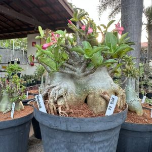 3006 06 Arabicum Tomahawk - Adulta (Leilão)