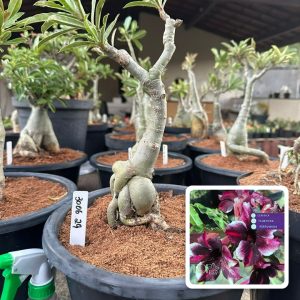 3006 29 Big Caudex Barbie Girl