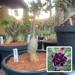 3006 37 Big Caudex Madeira