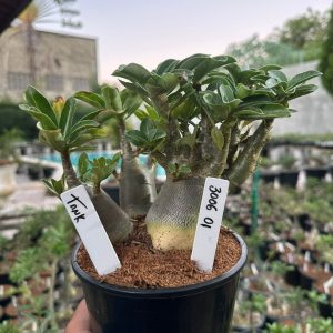 3006 01 Arabicum Tank F3