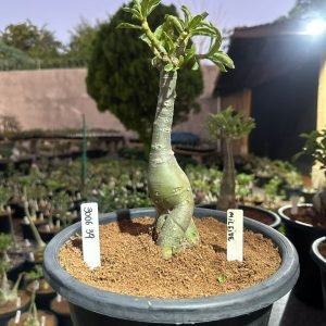3006 39 Big Caudex Mileide