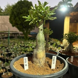 3006 38 Big Caudex Isabelita