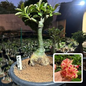 3006 27 Big Caudex Butterfly Dream