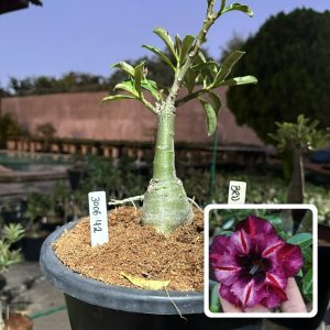 3006 42 Big Caudex BRD Maria