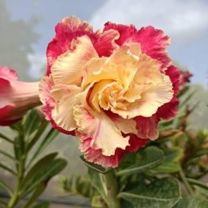 Podadinha - Rosa Do Deserto Cicera