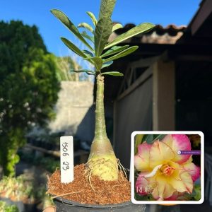 1506 23 Rosa do Deserto Rs