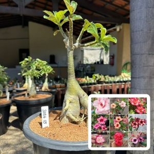 3006 05 Big Caudex Surprise