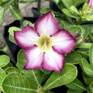 Pré Venda - Rosa do Deserto Ro 82