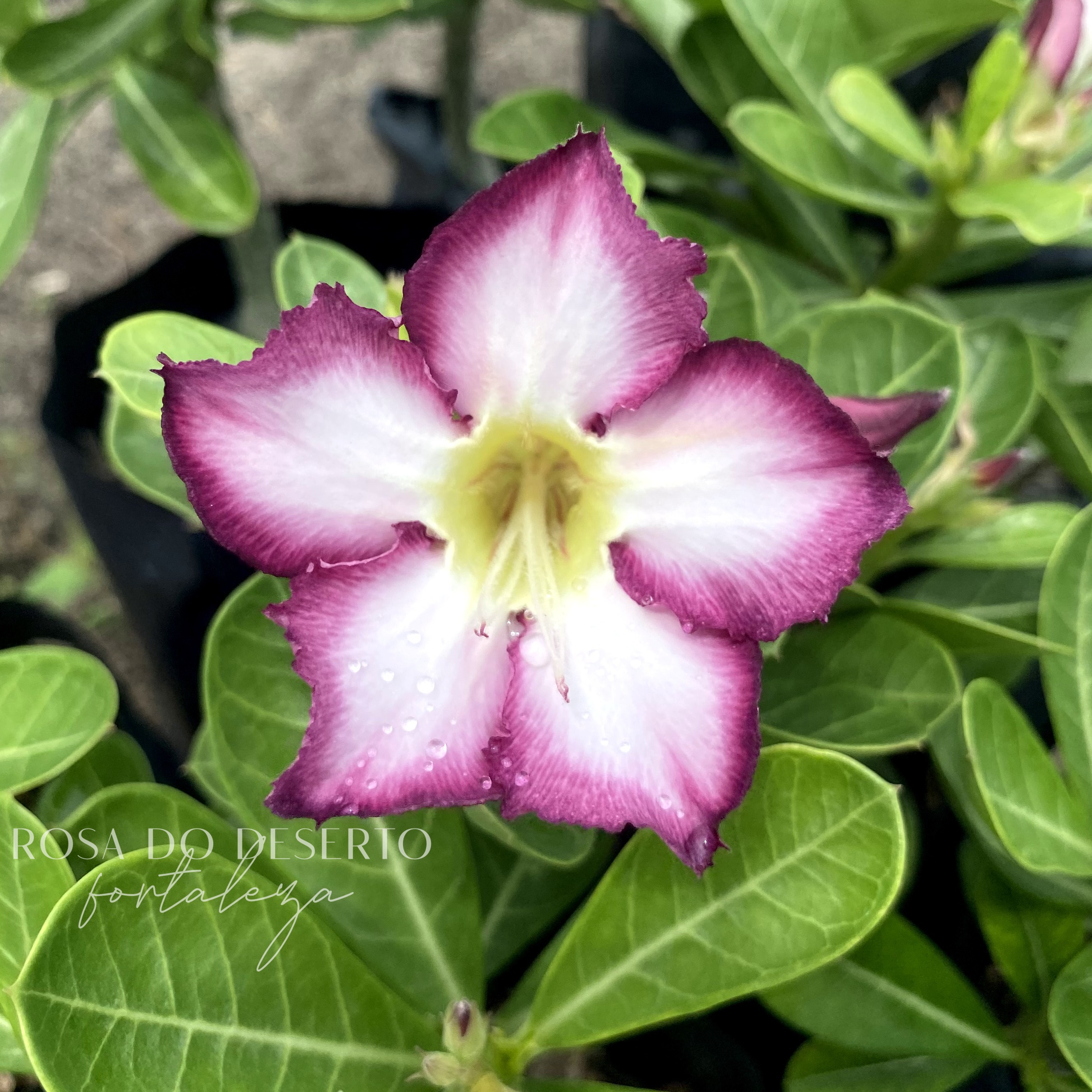 Pré Venda - Rosa do Deserto Ro 82