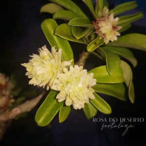 Pré Venda - Rosa do Deserto Green Elf (Verde)