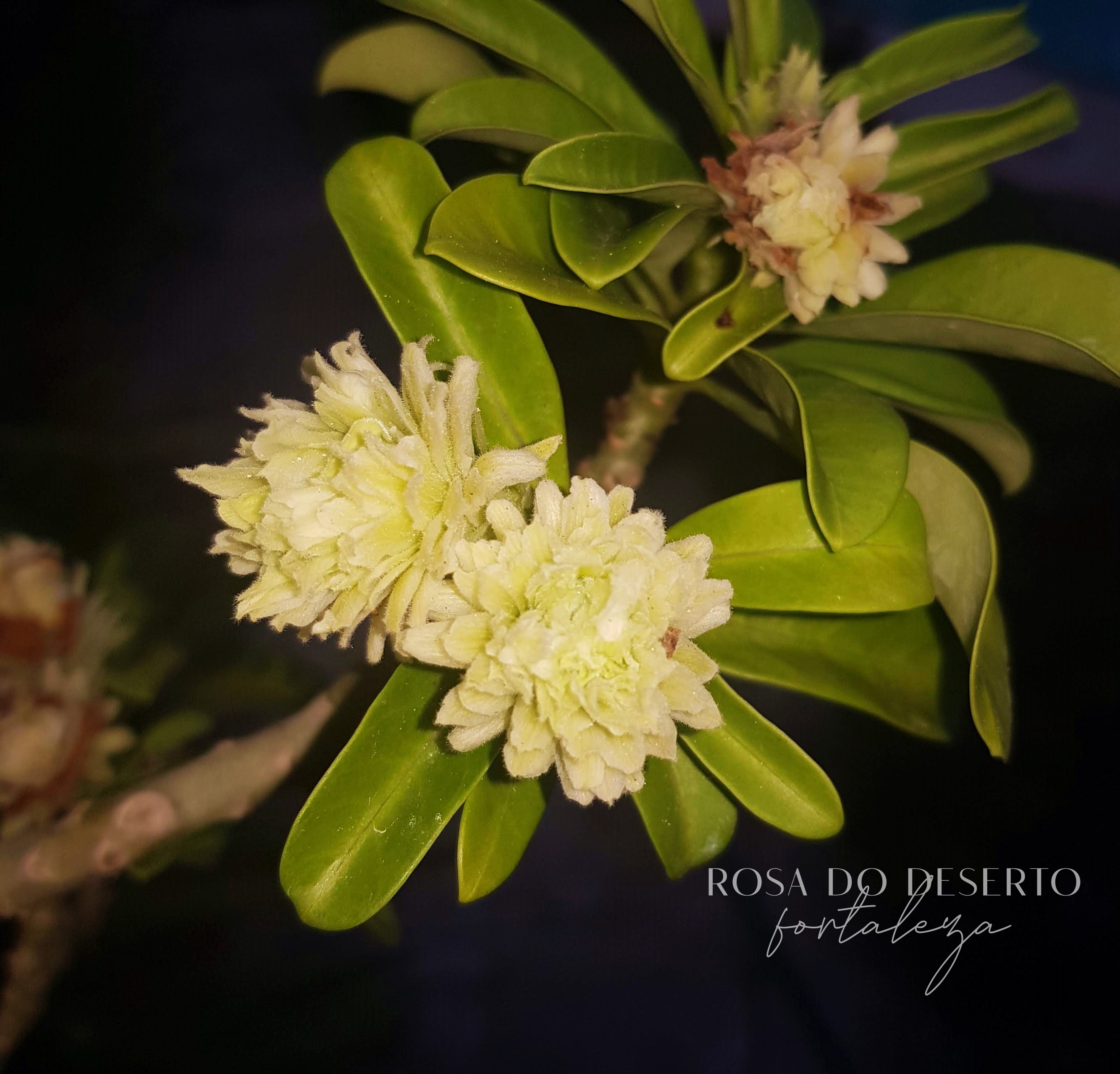 Pré Venda - Rosa do Deserto Green Elf (Verde)