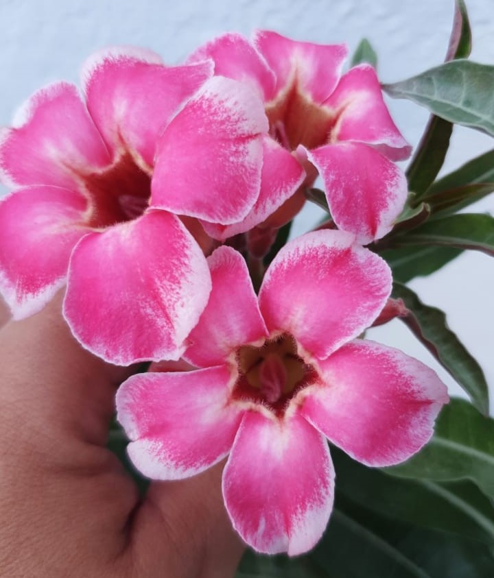 Pré Venda - Rosa do Deserto Noble Lady - Imagem 2