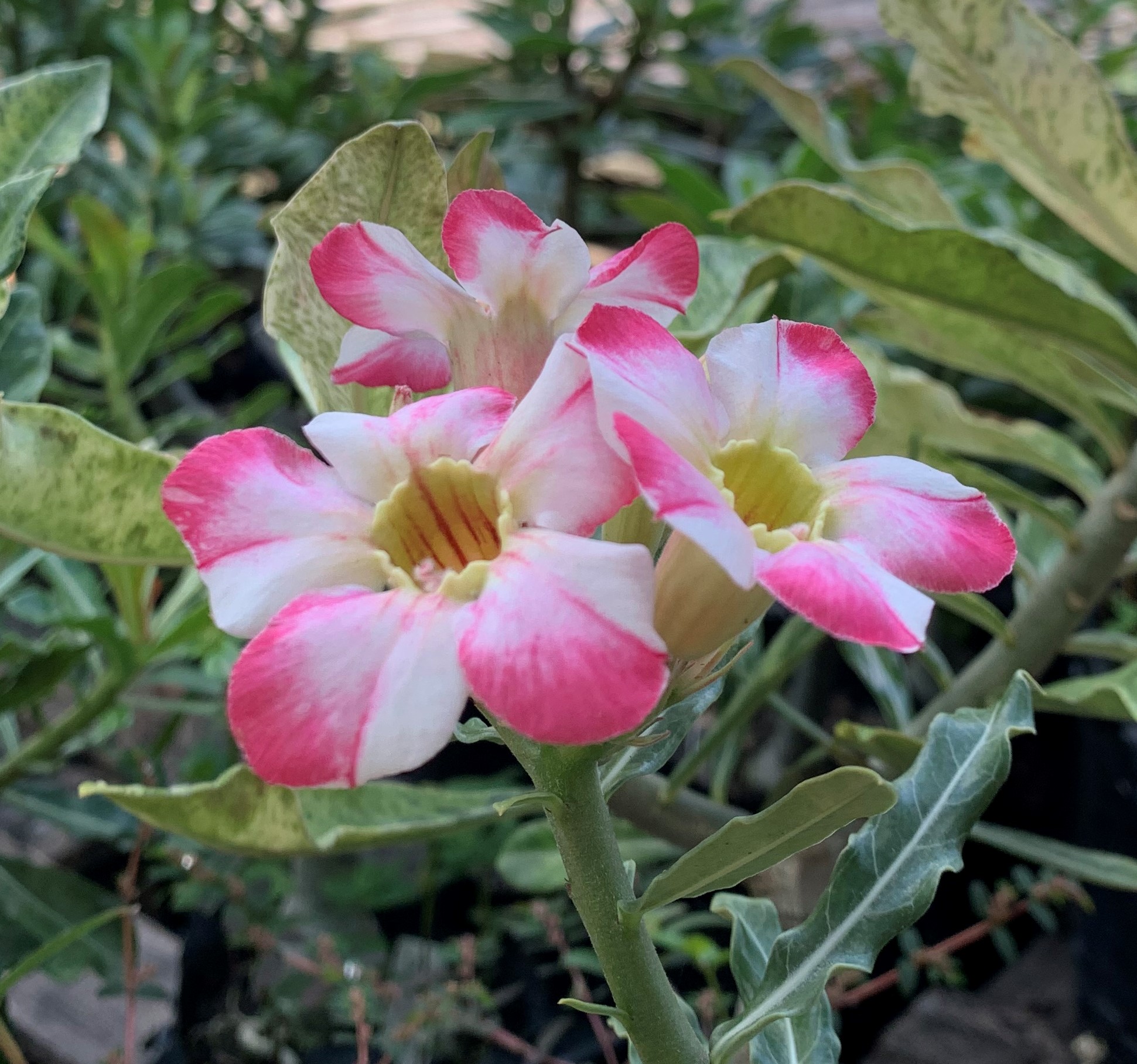 Pré Venda - Rosa do Deserto Noble Lady - Imagem 3