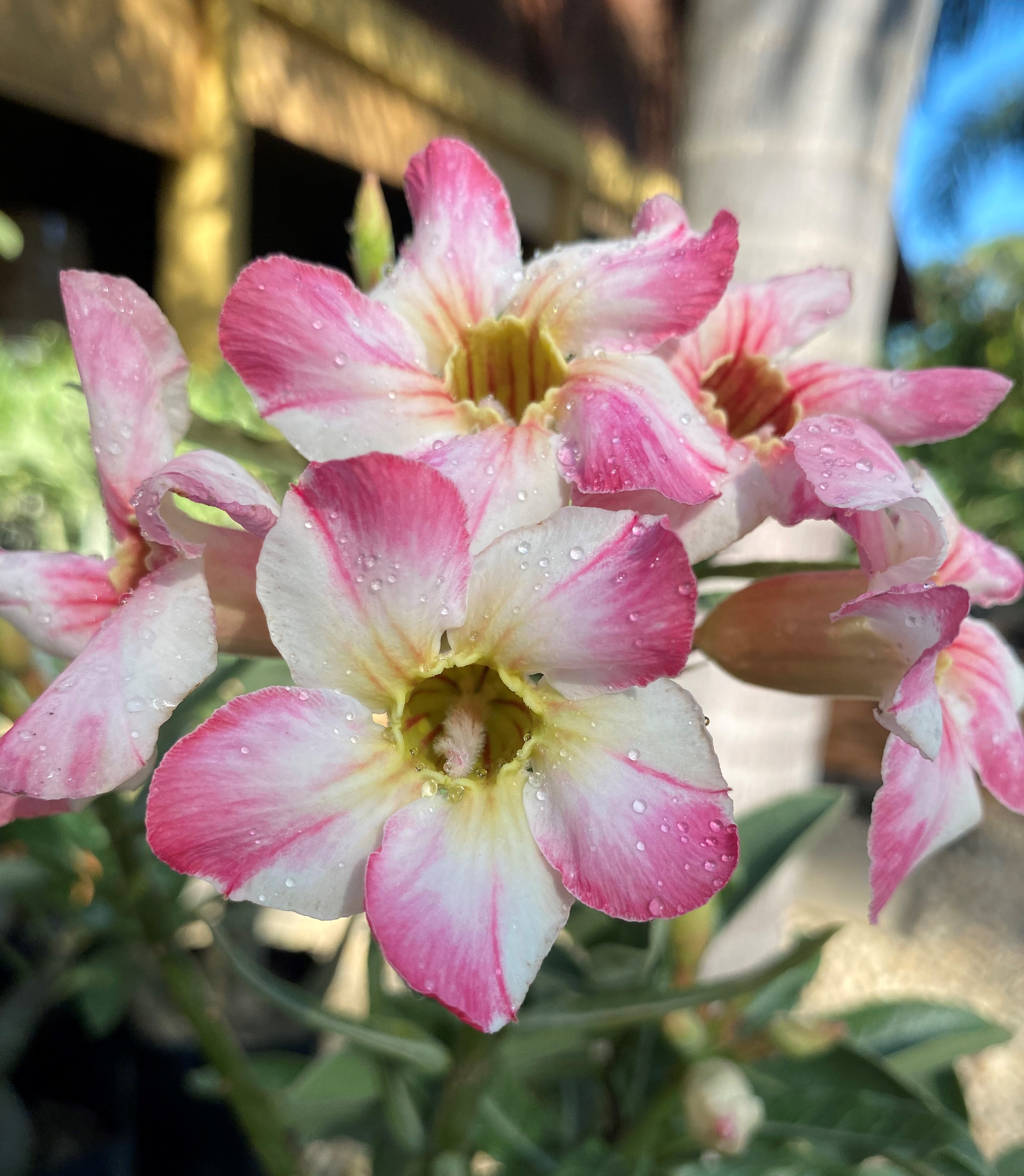 Pré Venda - Rosa do Deserto Noble Lady - Imagem 4