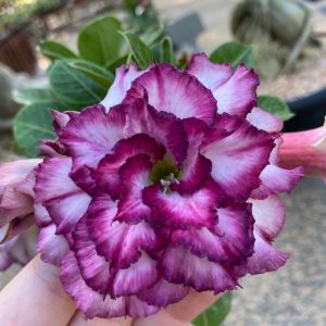 Avaria - Rosa do Deserto Carnation 2