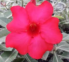 Pré Venda - Rosa do Deserto Mana Roa