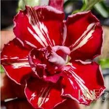 Pré Venda - Rosa do Deserto Canadian Flash (Vermelha Florífera) - Imagem 2