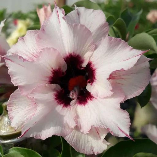 Pré Venda - Rosa do Deserto Ciclope (Branca)