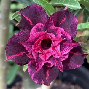 Pré Venda - Rosa do Deserto Black Jack (Roxa Florífera)