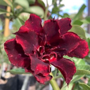 Pré Venda - Rosa do Deserto TS44