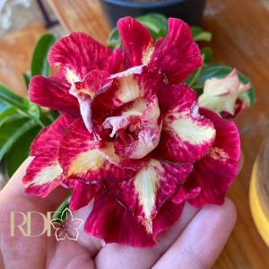 Avaria - Rosa do Deserto Mileide - EV 184