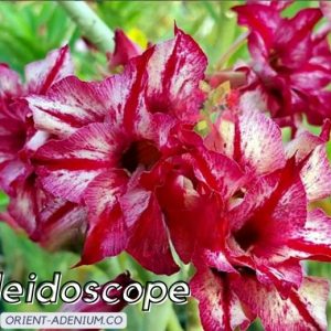 Pré Venda - Rosa do Deserto Kaleidoscope Orient Adenium (Mesclada)