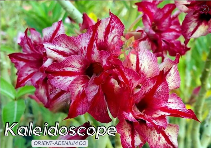 Pré Venda - Rosa do Deserto Kaleidoscope Orient Adenium (Mesclada)