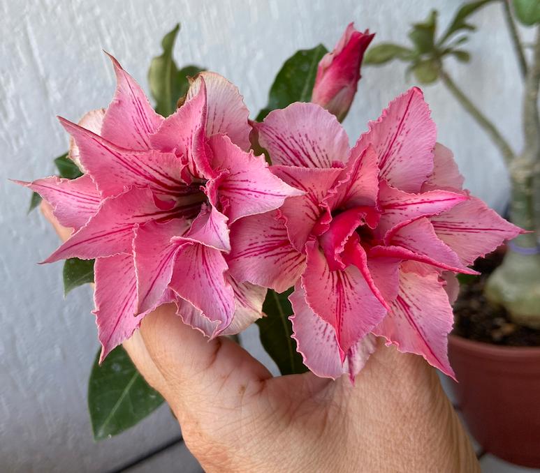 Pré Venda - Rosa do Deserto Liberty (RC115) (Mesclada) - Imagem 4