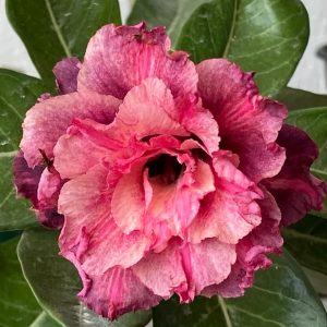 Pré Venda - Rosa do Deserto Crimson Tide (Rosa Perfumada)