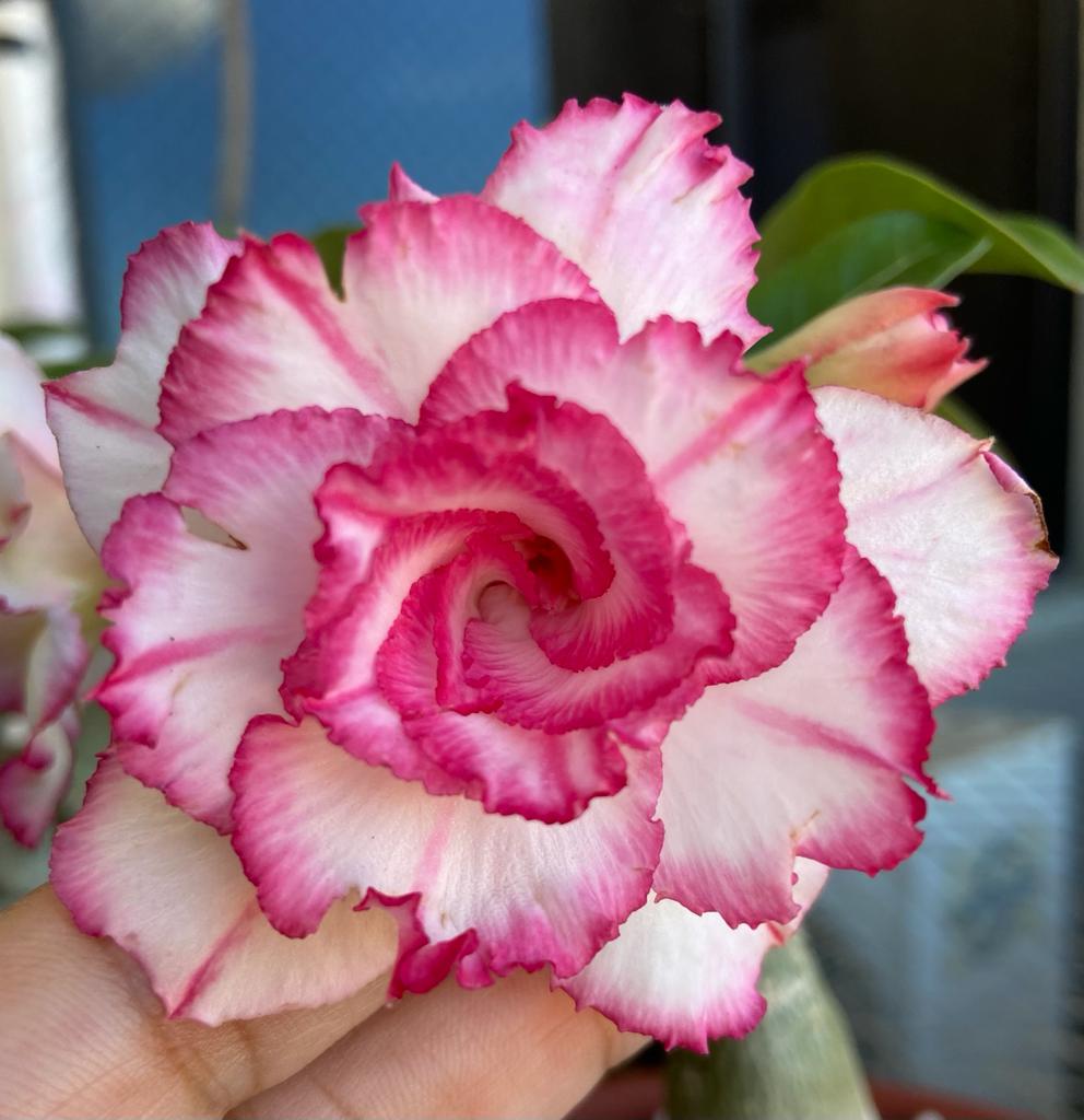 Pré Venda - Rosa do Deserto Chibi Maruko (Pink Buque) - Imagem 2