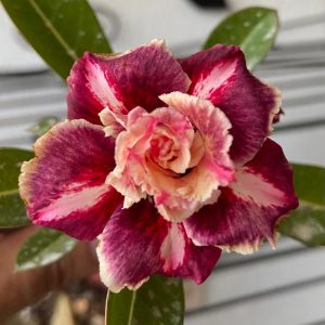 Avaria - Rosa do Deserto Mei Xiang
