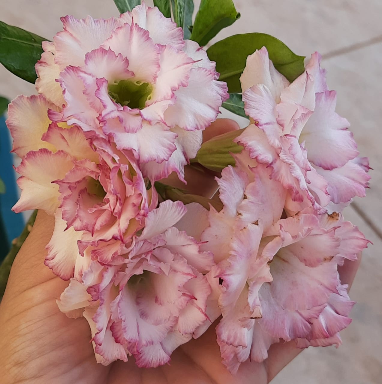 Pré Venda - Rosa do Deserto Carnation