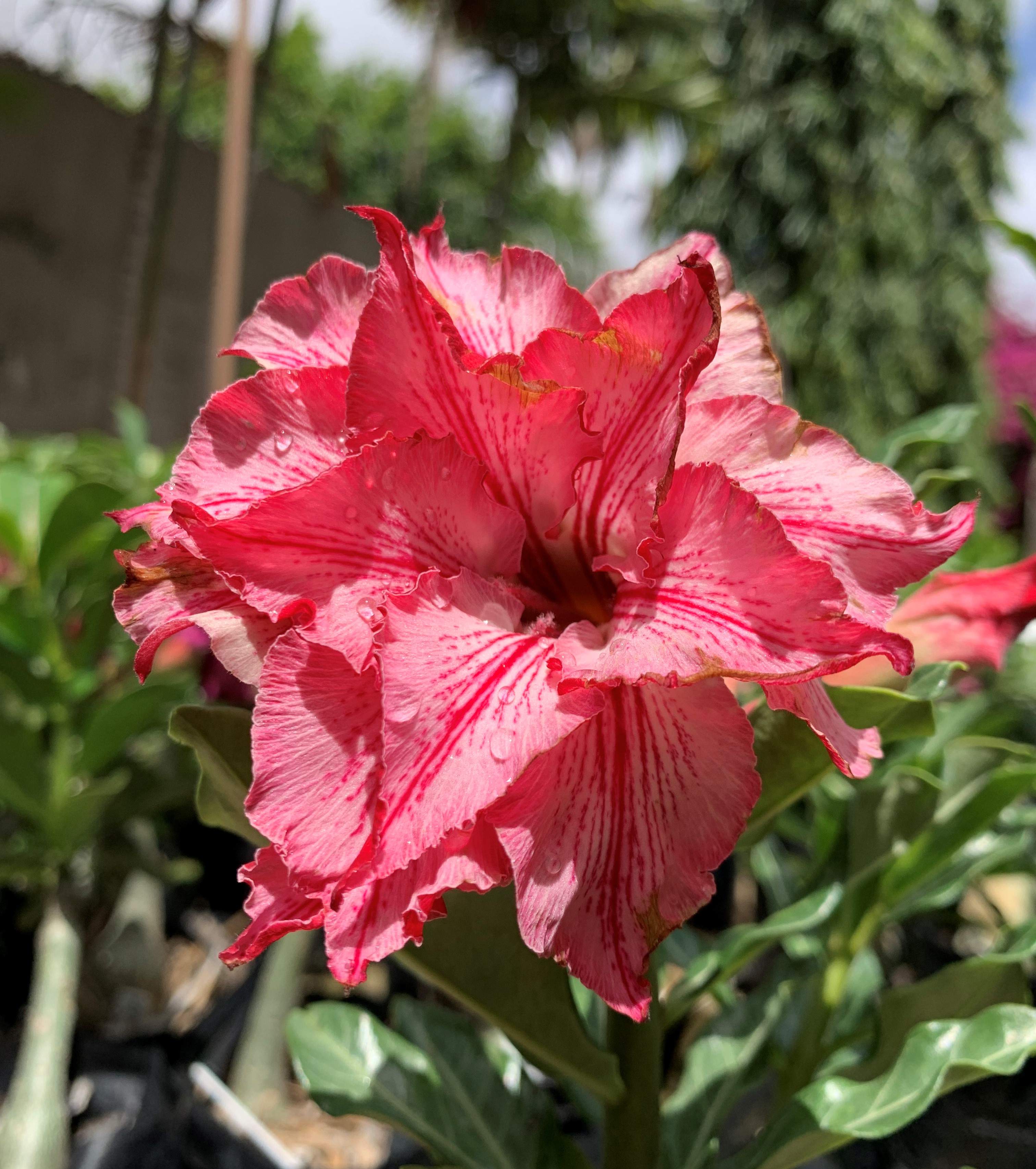 Pré Venda - Rosa do Deserto Liberty (RC115) (Mesclada) - Imagem 6