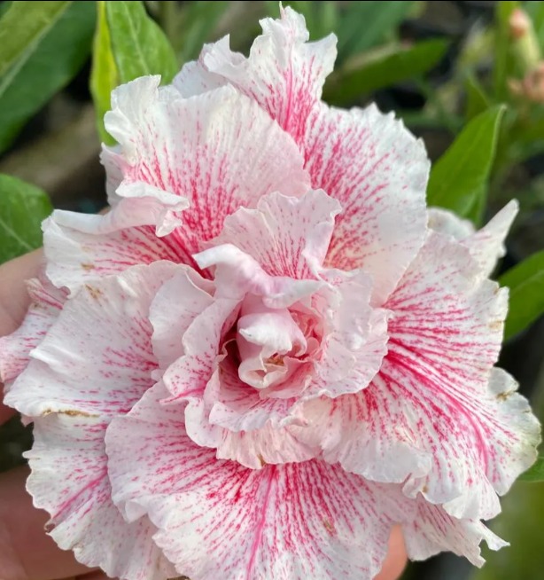 Avaria - Rosa do Deserto Magical Princess