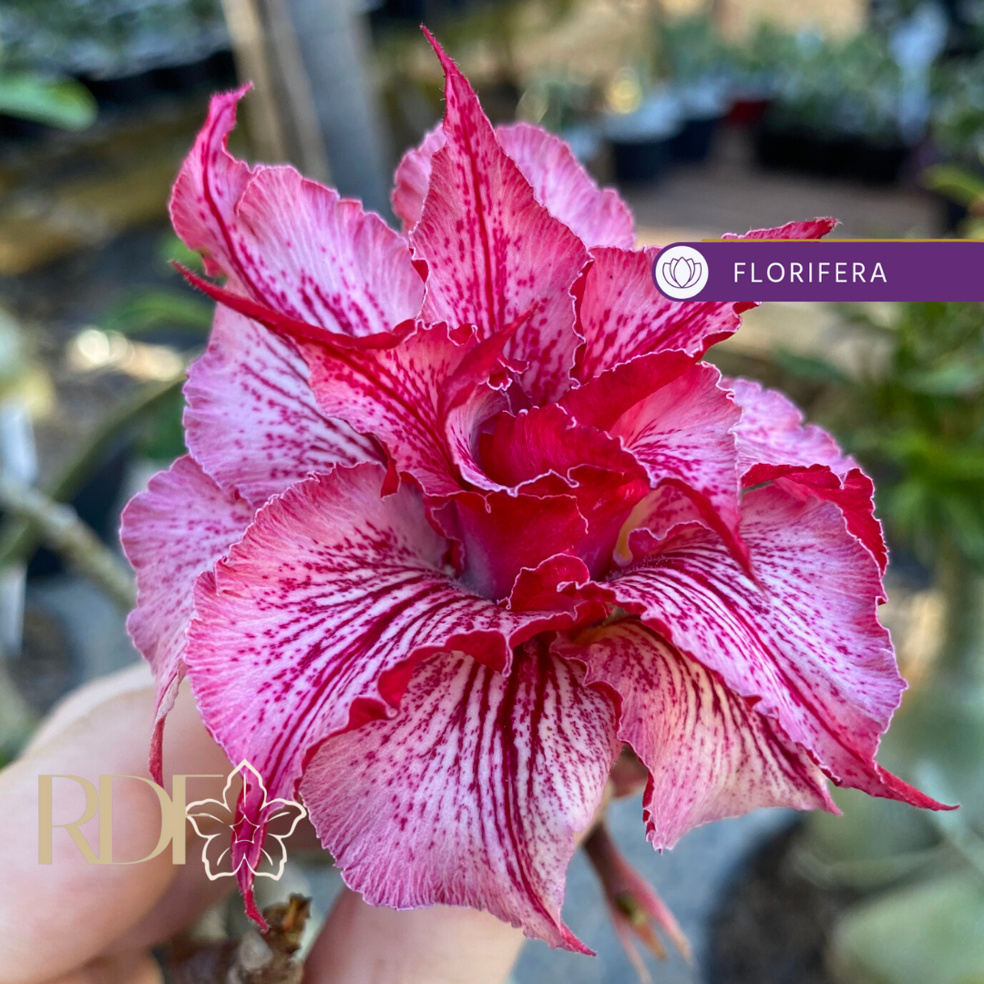 Pré Venda - Rosa do Deserto Liberty (RC115) (Mesclada) - Imagem 2