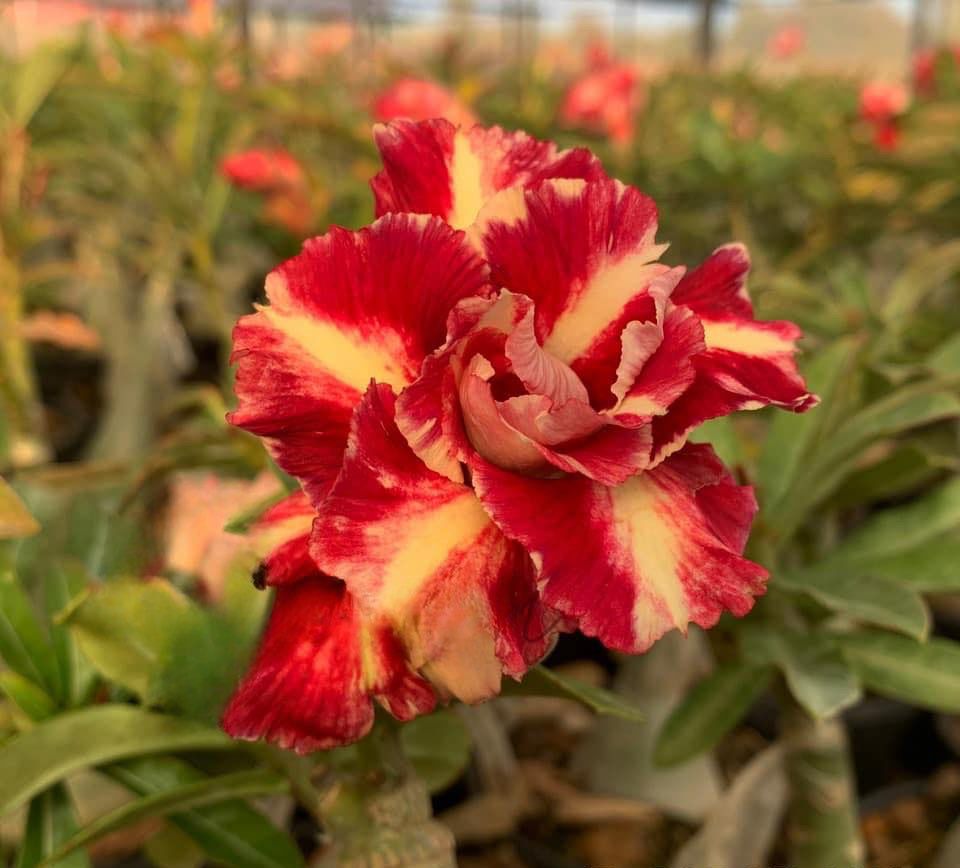 Avaria - Rosa do Deserto Barcelona
