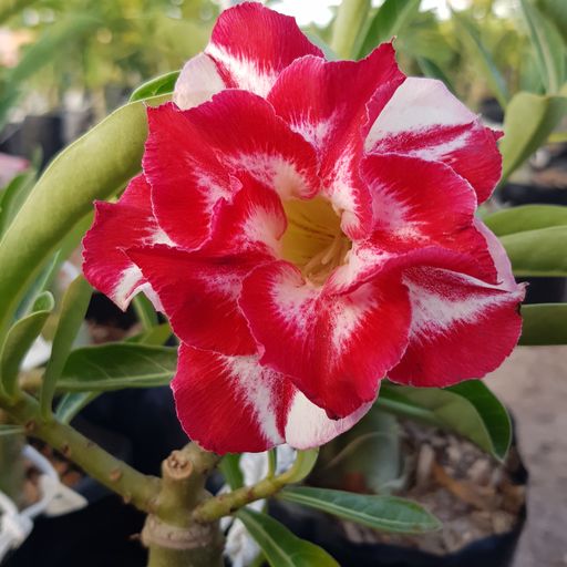 Pré Venda - Rosa do Deserto Romantic Feelings RC 525 (Vermelha Florífera)