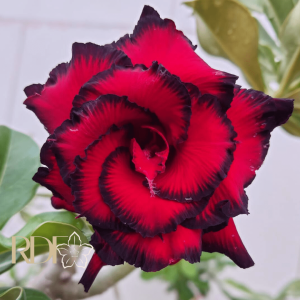 Pré Venda - Rosa do Deserto Blue Dragon