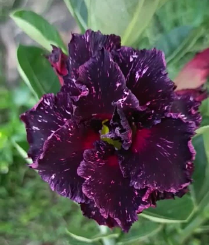 Avaria - Rosa Do Deserto Ceu Estrelado - Imagem 2