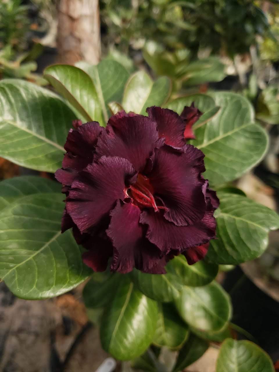 Pré Venda - Rosa do Deserto L14 feira