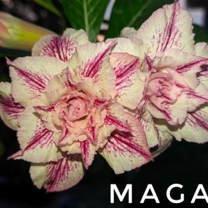 Pré Venda - Rosa do Deserto Maga