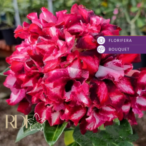 Pré Venda - Rosa do Deserto Viúvinha - EV 85