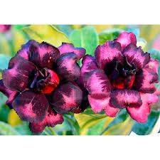 Pré Venda - Rosa do Deserto Love Potion (Vinho Florífera) - Imagem 2