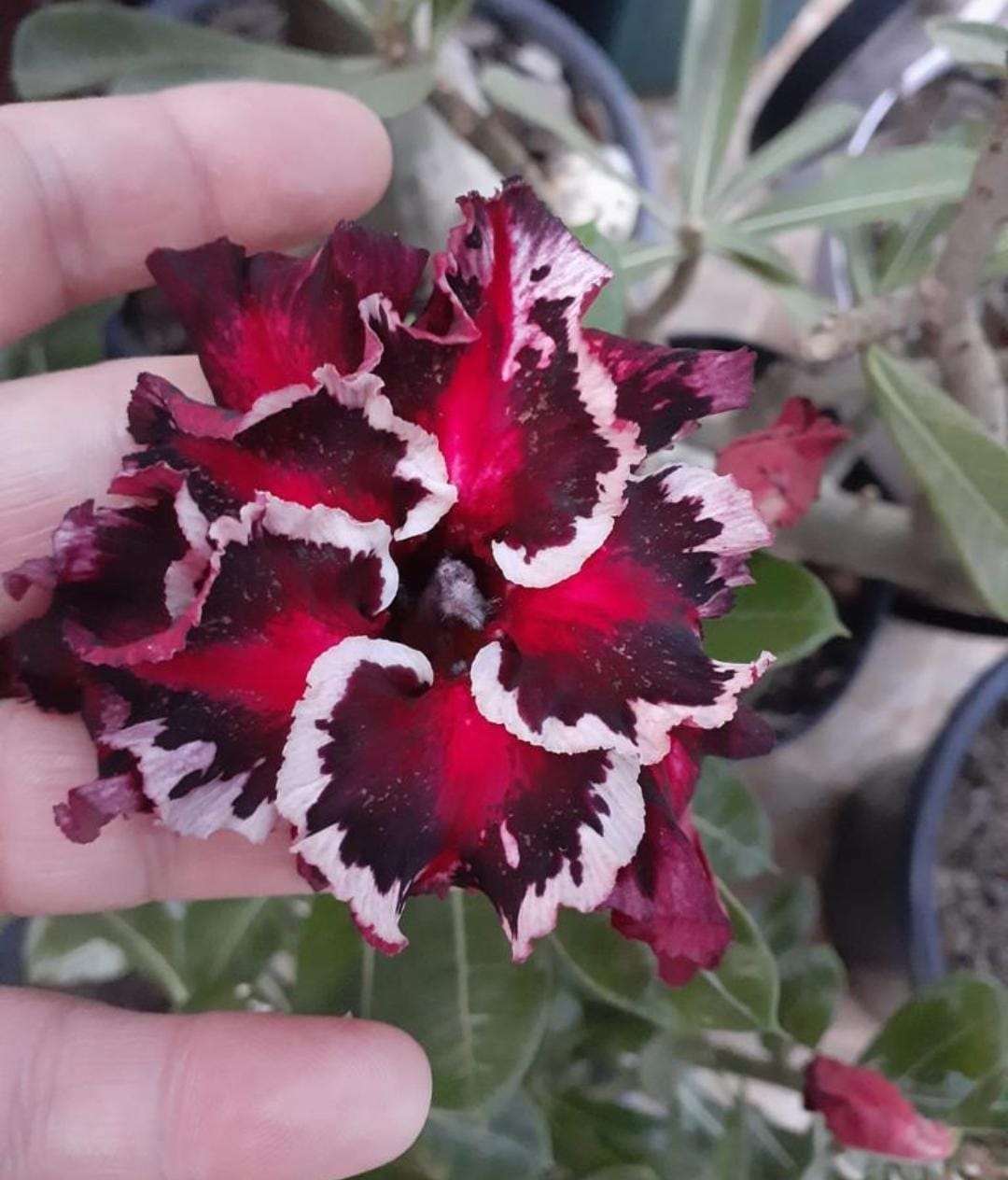 Pré Venda - Rosa do Deserto Akachi (Vermelha Mutante)