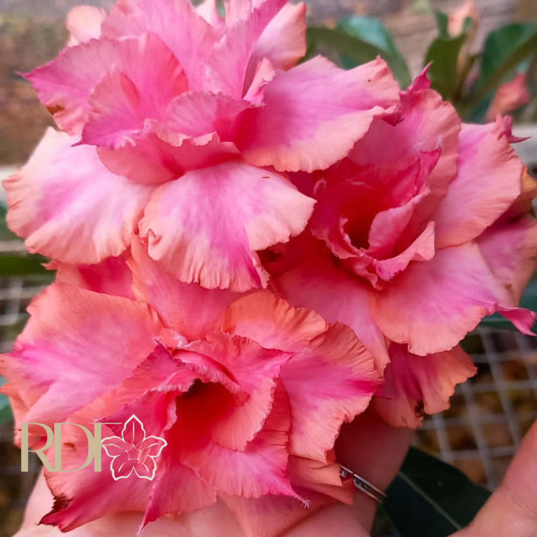 Pré Venda - Rosa do Deserto Arizona (Salmão) - Imagem 2