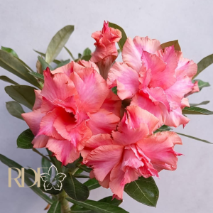 Pré Venda - Rosa do Deserto Arizona (Salmão)